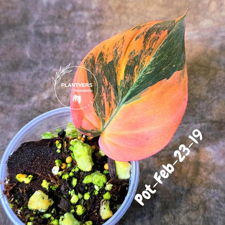 Variegated Philodendron Mican Aurea in a Nursery Pot - Rare Collector Plant - EXACT Plant - US SELLER