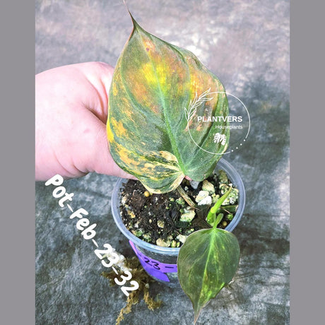 Variegated Philodendron Mican Aurea in a Nursery Pot - Rare Collector Plant - EXACT Plant - US SELLER