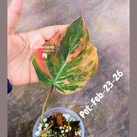 Variegated Philodendron Mican Aurea in a Nursery Pot - Rare Collector Plant - EXACT Plant - US SELLER
