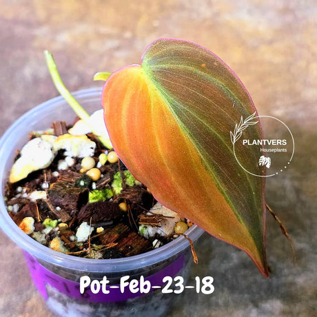 Variegated Philodendron Mican Aurea in a Nursery Pot - Rare Collector Plant - EXACT Plant - US SELLER