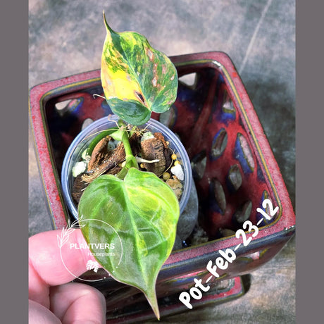 Variegated Philodendron Mican Aurea in a Nursery Pot - Rare Collector Plant - EXACT Plant - US SELLER