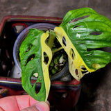 High Variegated White Monstera Adansonii Albo - Swiss Cheese Collector Rare EXACT Plant - US Seller