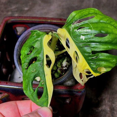 High Variegated White Monstera Adansonii Albo - Swiss Cheese Collector Rare EXACT Plant - US Seller
