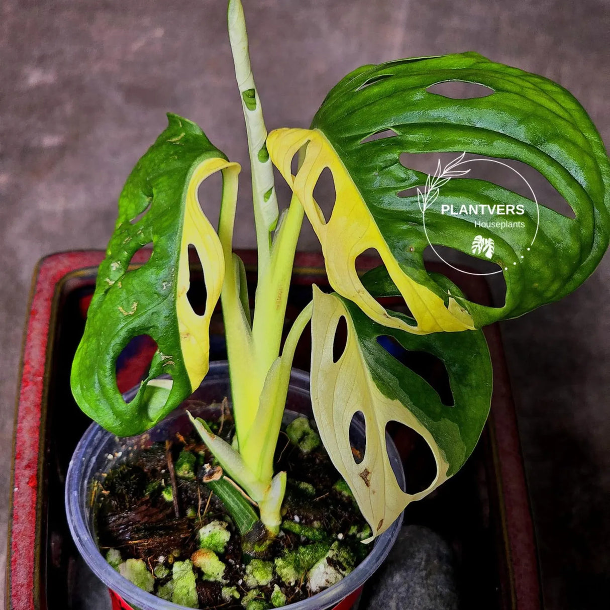 High Variegated White Monstera Adansonii Albo - Swiss Cheese Collector Rare EXACT Plant - US Seller