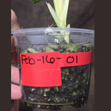 High Variegated White Monstera Adansonii Albo - Swiss Cheese Collector Rare EXACT Plant - US Seller