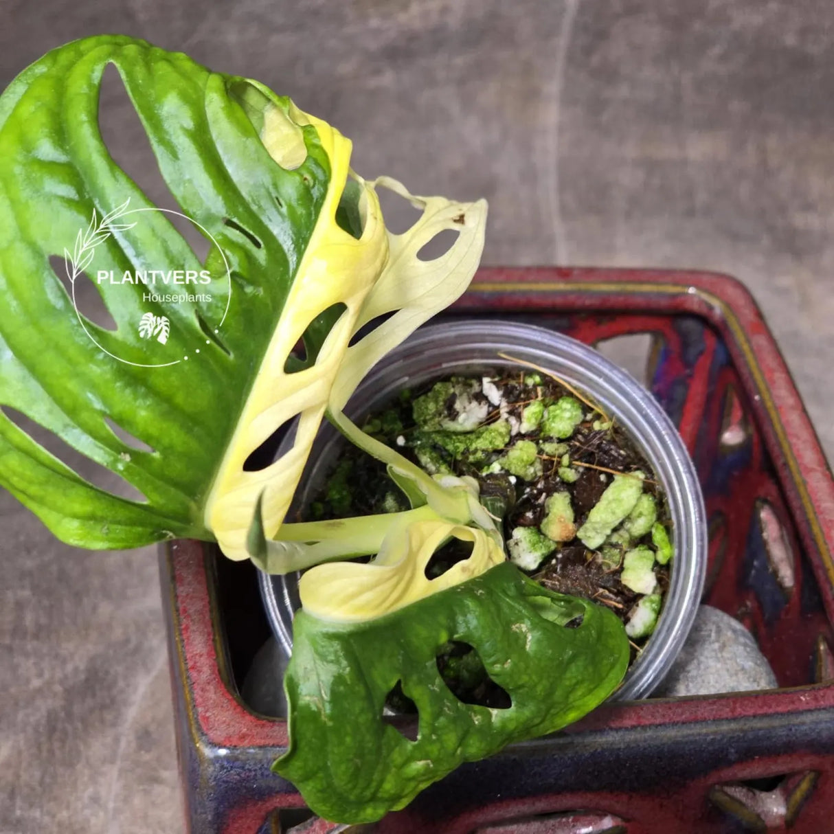 High Variegated White Monstera Adansonii Albo - Swiss Cheese Collector Rare EXACT Plant - US Seller