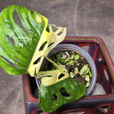 High Variegated White Monstera Adansonii Albo - Swiss Cheese Collector Rare EXACT Plant - US Seller