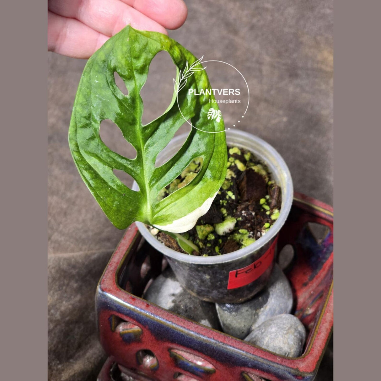 High Variegated White Monstera Adansonii Albo - Swiss Cheese Collector Rare EXACT Plant - US Seller