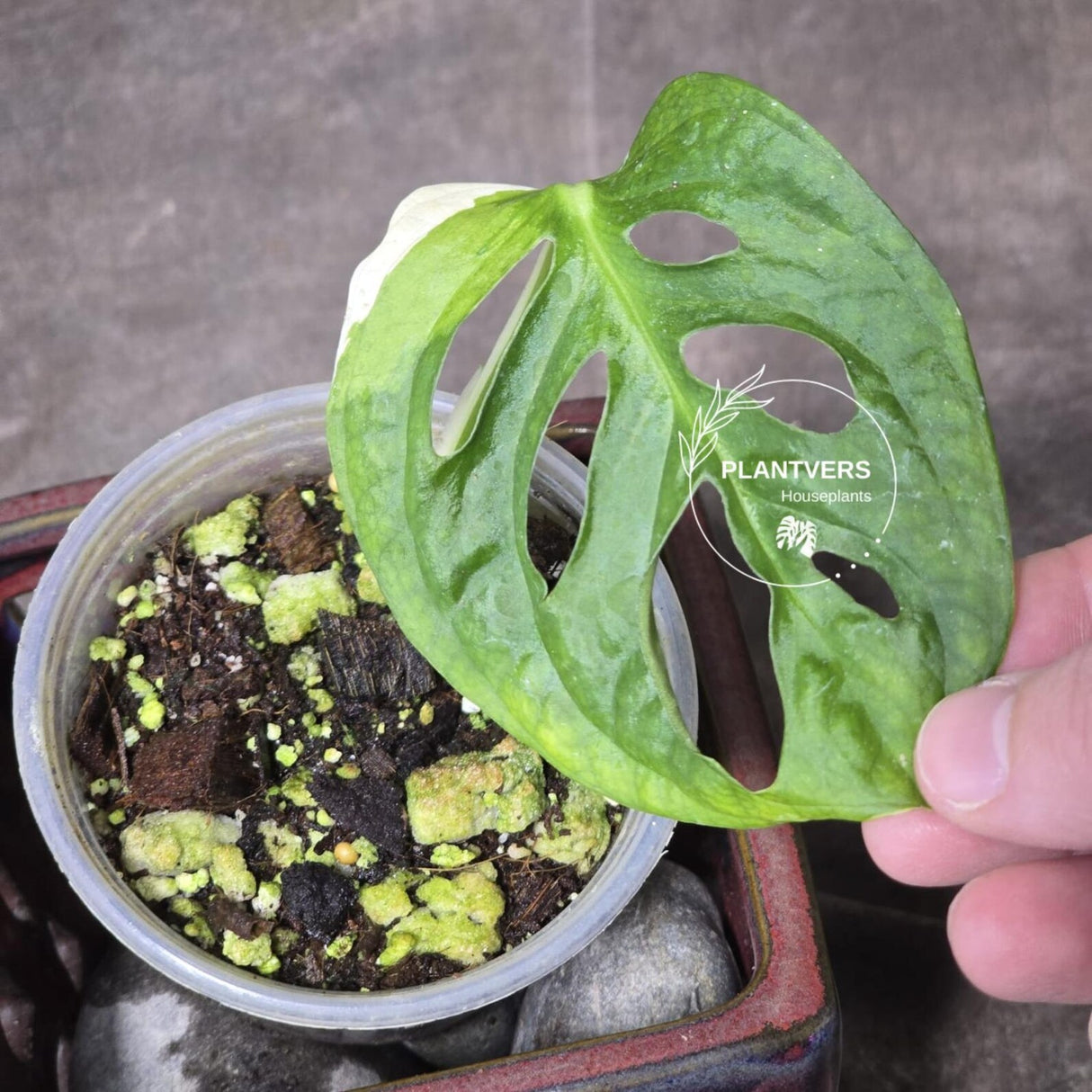 High Variegated White Monstera Adansonii Albo - Swiss Cheese Collector Rare EXACT Plant - US Seller