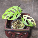 High Variegated White Monstera Adansonii Albo - Swiss Cheese Collector Rare EXACT Plant - US Seller