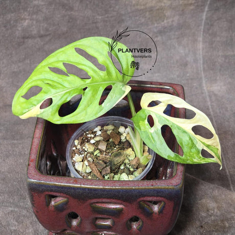 High Variegated White Monstera Adansonii Albo - Swiss Cheese Collector Rare EXACT Plant - US Seller