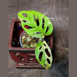 High Variegated White Monstera Adansonii Albo - Swiss Cheese Collector Rare EXACT Plant - US Seller