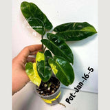 Variegated Burle Marx Philodendron - Rare Plant - EXACT Plant - US Seller