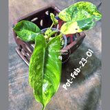 Variegated Burle Marx Philodendron - Rare Plant - EXACT Plant - US Seller