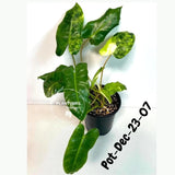 Variegated Burle Marx Philodendron - Rare Plant - EXACT Plant - US Seller