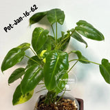 Variegated Burle Marx Philodendron - Rare Plant - EXACT Plant - US Seller
