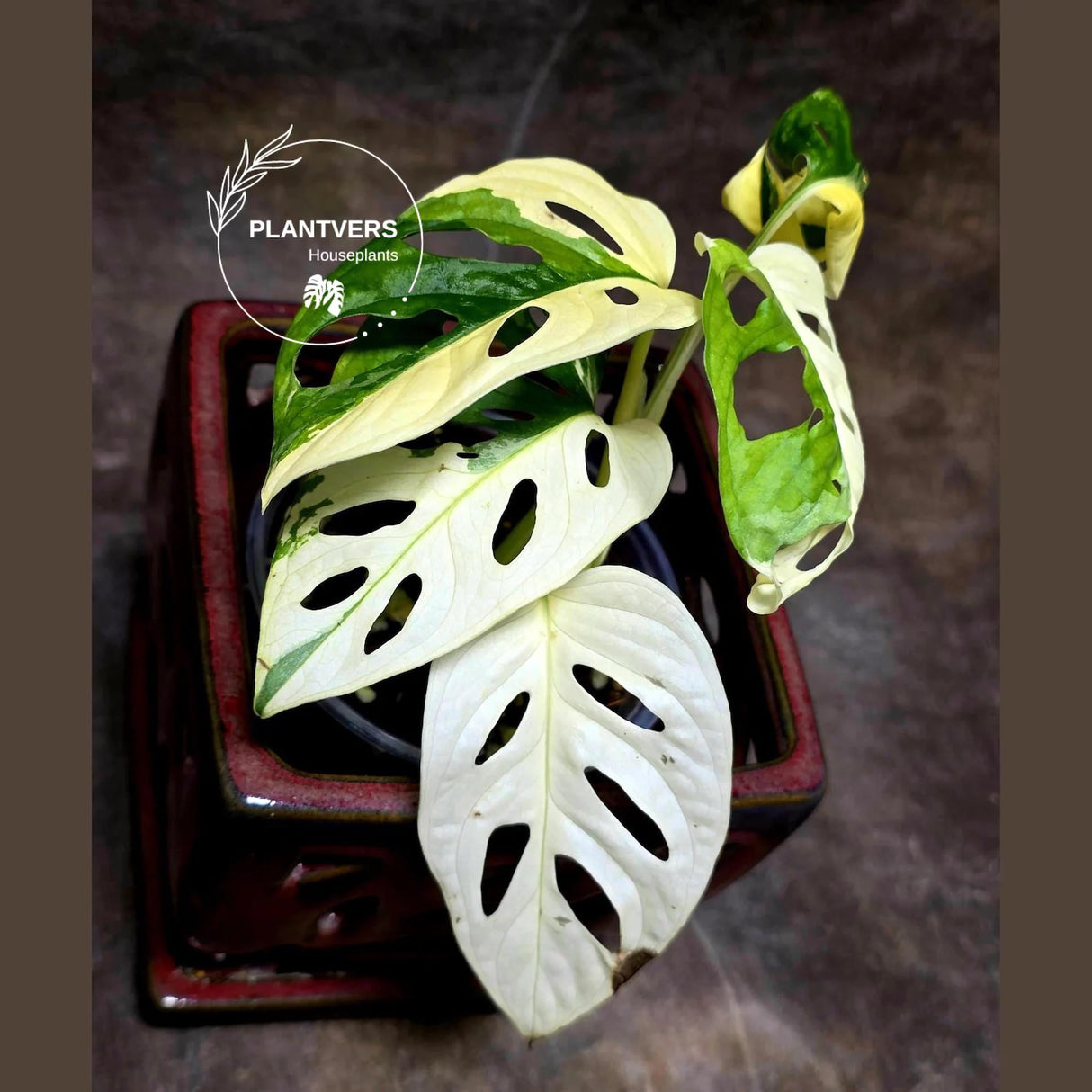 Variegated Monstera Adansonii Albo Plant - Rare Swiss Cheese EXACT Same Plant - US Seller
