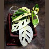 Variegated Monstera Adansonii Albo Plant - Rare Swiss Cheese EXACT Same Plant - US Seller