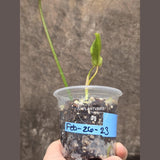 Variegated Philodendron Florida Beauty in a Nursery Pot - Rare Collector Plant - Exact Plant - US Seller