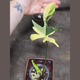 Variegated Philodendron Florida Beauty in a Nursery Pot - Rare Collector Plant - Exact Plant - US Seller