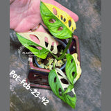 Variegated Monstera Adansonii Albo Plant - Rare Swiss Cheese EXACT Same Plant - US Seller