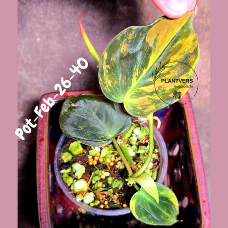 Variegated Philodendron Mican Aurea in a Nursery Pot - Rare Collector Plant - EXACT Plant - US SELLER
