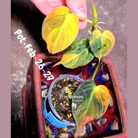 Variegated Philodendron Mican Aurea in a Nursery Pot - Rare Collector Plant - EXACT Plant - US SELLER