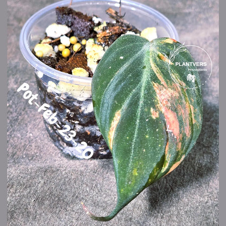 Variegated Philodendron Mican Aurea in a Nursery Pot - Rare Collector Plant - EXACT Plant - US SELLER