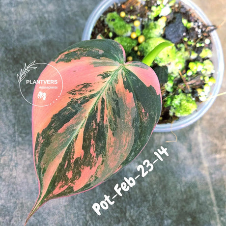 Variegated Philodendron Mican Aurea in a Nursery Pot - Rare Collector Plant - EXACT Plant - US SELLER