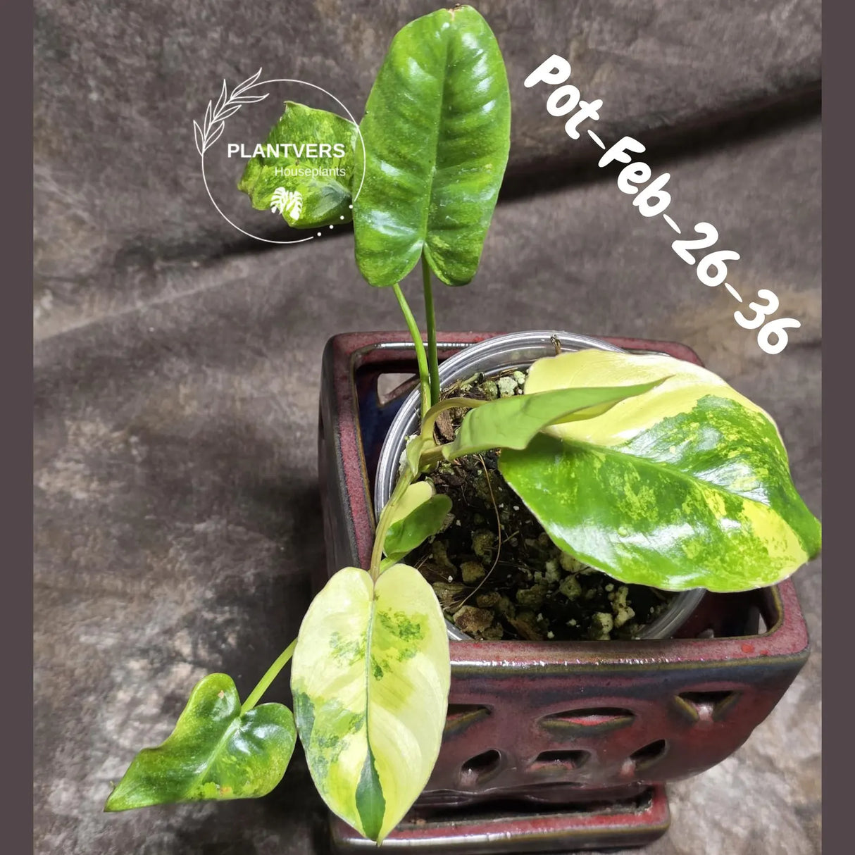 Variegated Burle Marx Philodendron - Rare Plant - EXACT Plant - US Seller