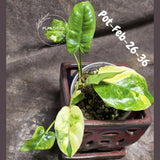 Variegated Burle Marx Philodendron - Rare Plant - EXACT Plant - US Seller
