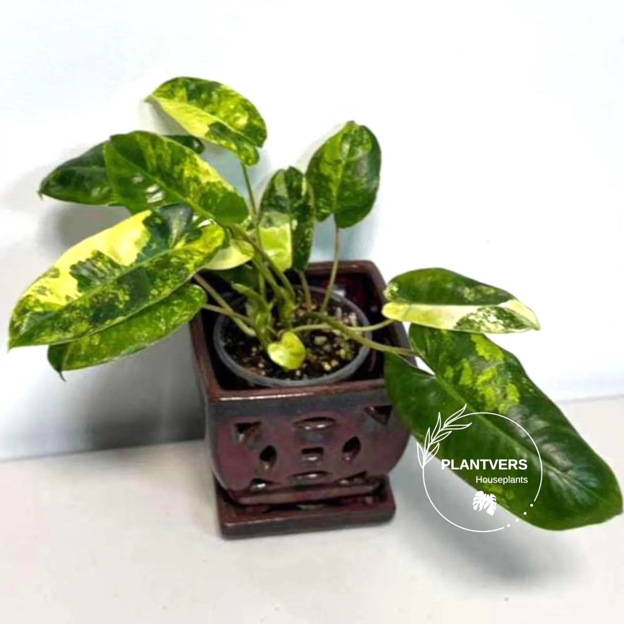 Variegated Burle Marx Philodendron - Rare Plant - EXACT Plant - US Seller