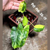 Variegated Burle Marx Philodendron - Rare Plant - EXACT Plant - US Seller