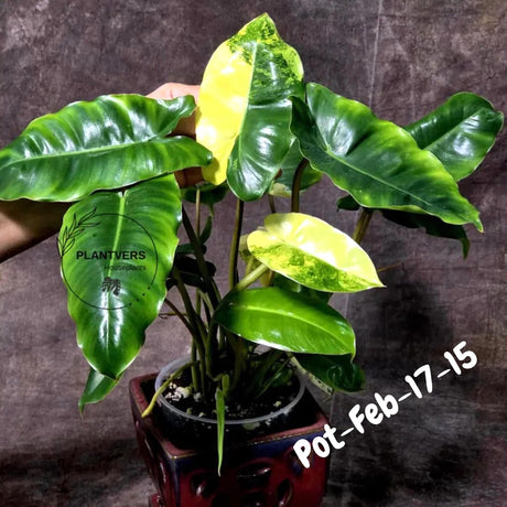 Variegated Burle Marx Philodendron - Rare Plant - EXACT Plant - US Seller