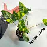 Variegated Burle Marx Philodendron - Rare Plant - EXACT Plant - US Seller