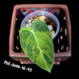Philodendron Melanochrysum Variegated Live Plant - Rare Velvet Leaf Philodendron - Exact Same Plant - US Seller