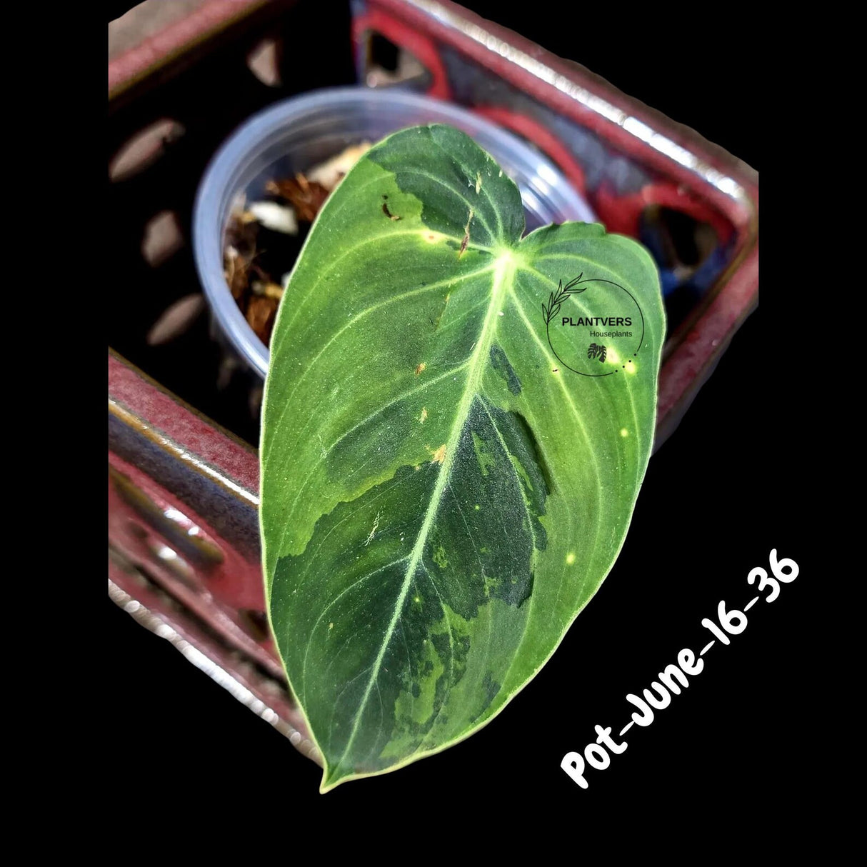 Philodendron Melanochrysum Variegated Live Plant - Rare Velvet Leaf Philodendron - Exact Same Plant - US Seller