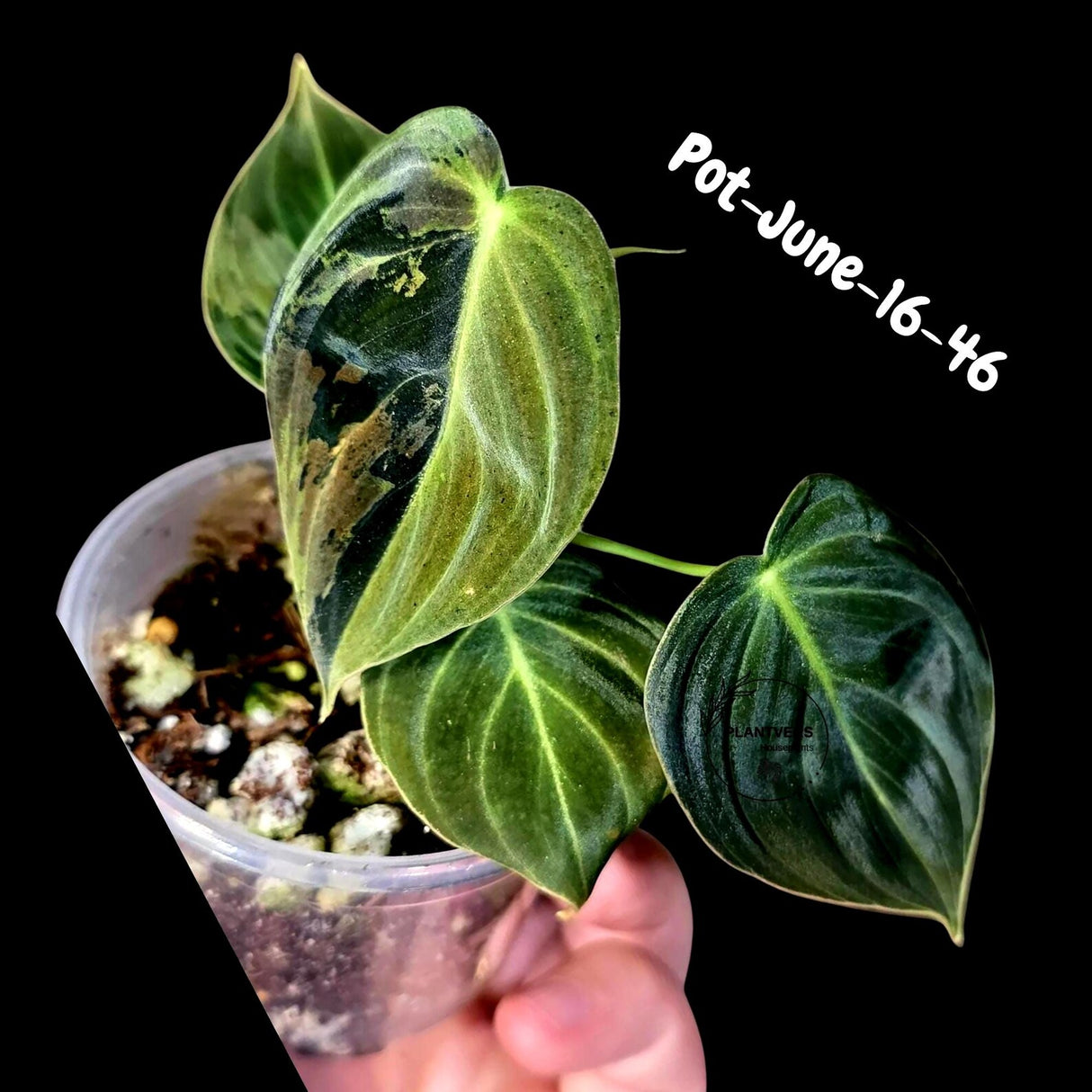 Philodendron Melanochrysum Variegated Live Plant - Rare Velvet Leaf Philodendron - Exact Same Plant - US Seller