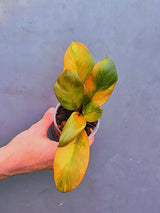 Variegated Black Cardinal Philodendron – Rare Collector Plant (June-17-24)