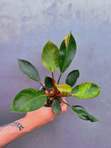 Variegated Philodendron Red Congo – Rare Collector Plant – Exact Plant (June-17-28)