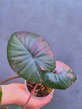 Alocasia Serendipity Pink Variegated – Rare Collector Aroid – Exact Plant (June-17-12)
