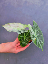 Variegated Alocasia Pink Dragon Albo – Rare Elephant Ear Plant (June-17-07)