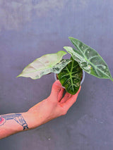 Variegated Alocasia Pink Dragon Albo – Rare Elephant Ear Plant (June-17-07)