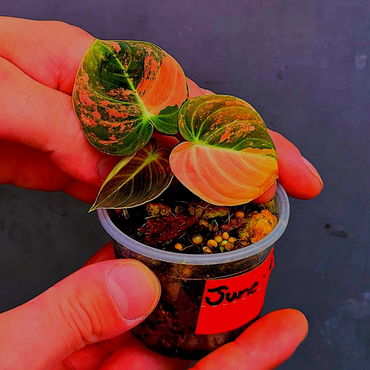 Philodendron Orange Melanochrysum Variegated – Rare Velvet Leaf Plant (June-17-03)