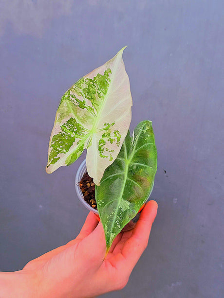 Variegated Alocasia Pink Dragon Albo – Rare Elephant Ear Plant (June-17-15)