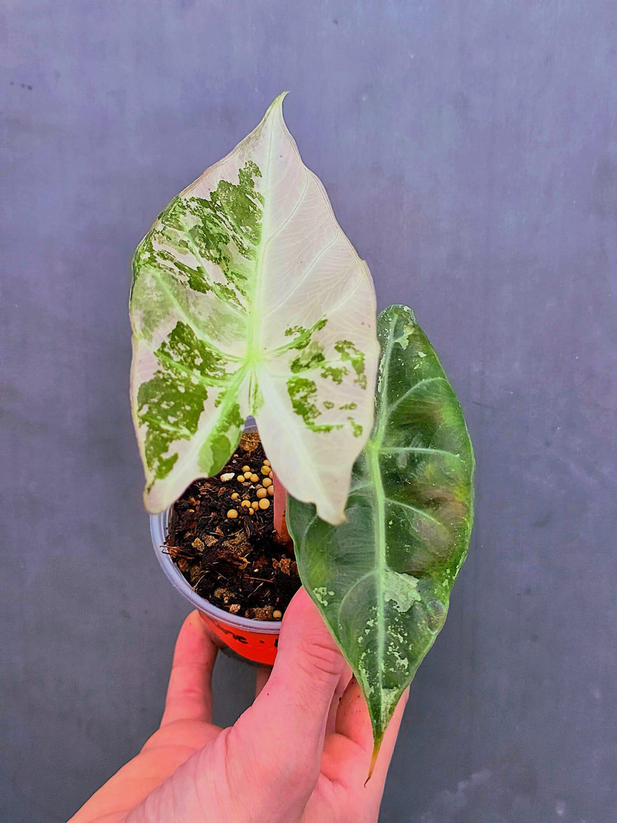 Variegated Alocasia Pink Dragon Albo – Rare Elephant Ear Plant (June-17-15)