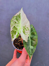 Variegated Alocasia Pink Dragon Albo – Rare Elephant Ear Plant (June-17-15)