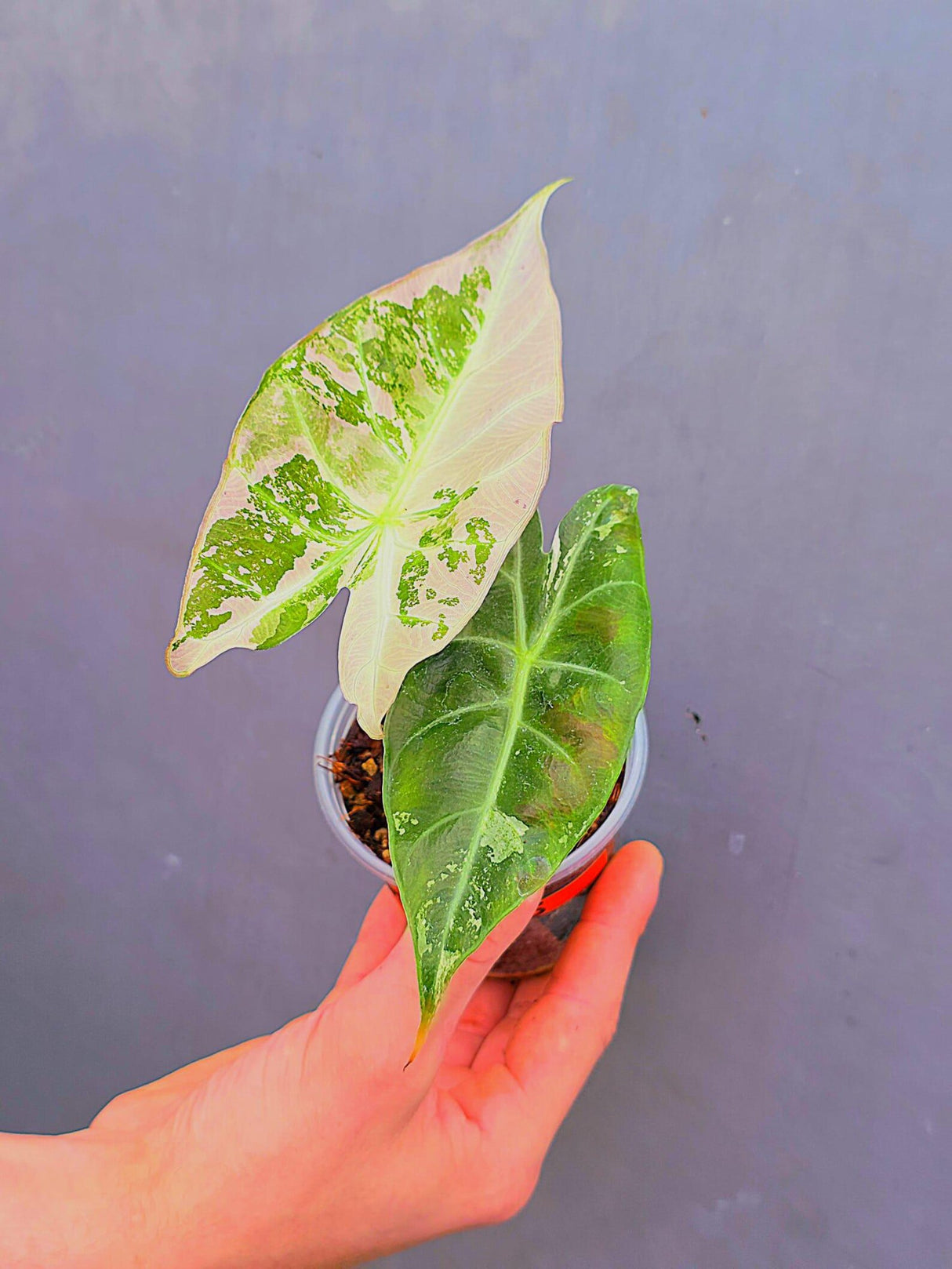 Variegated Alocasia Pink Dragon Albo – Rare Elephant Ear Plant (June-17-15)