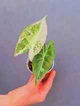 Variegated Alocasia Pink Dragon Albo – Rare Elephant Ear Plant (June-17-15)