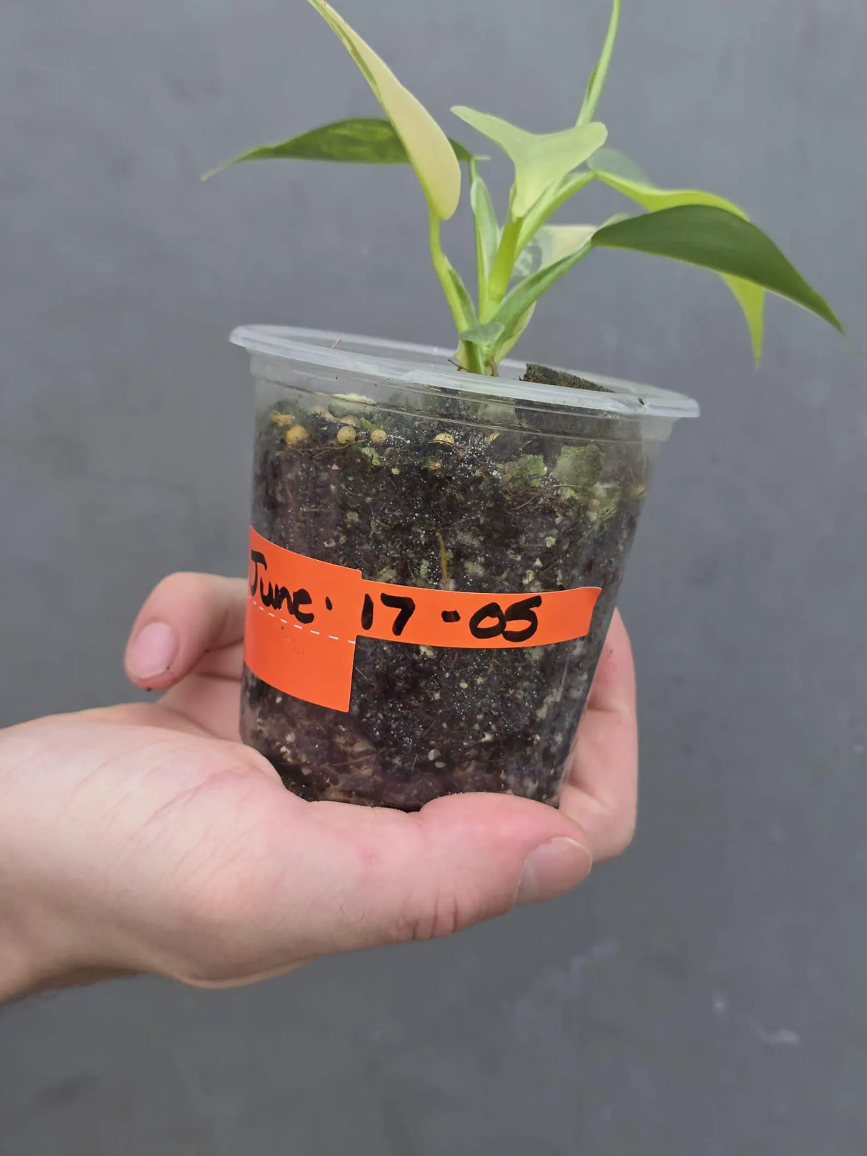 Philodendron Silver Sword Variegated - Rare Collectors Plant - Exact Plant ( June-17-05)